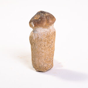 Dente de Mosassaurídeo: <i>Globidens</i> sp. na mandíbula parcial 4