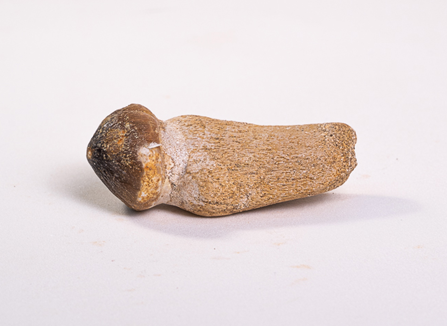 Dente de Mosassaurídeo: <i>Globidens</i> sp. na mandíbula parcial 4 - Imagem 2