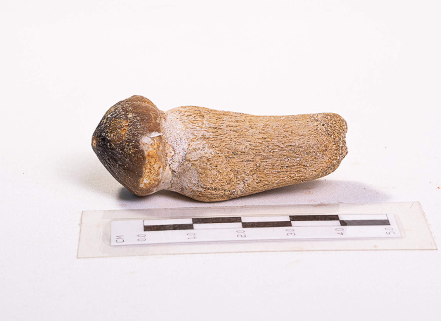 Dente de Mosassaurídeo: <i>Globidens</i> sp. na mandíbula parcial 4 - Imagem 3