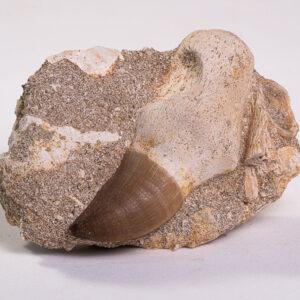 Dente de Mosassauro: <i>Prognathodon</i> sp. na matriz