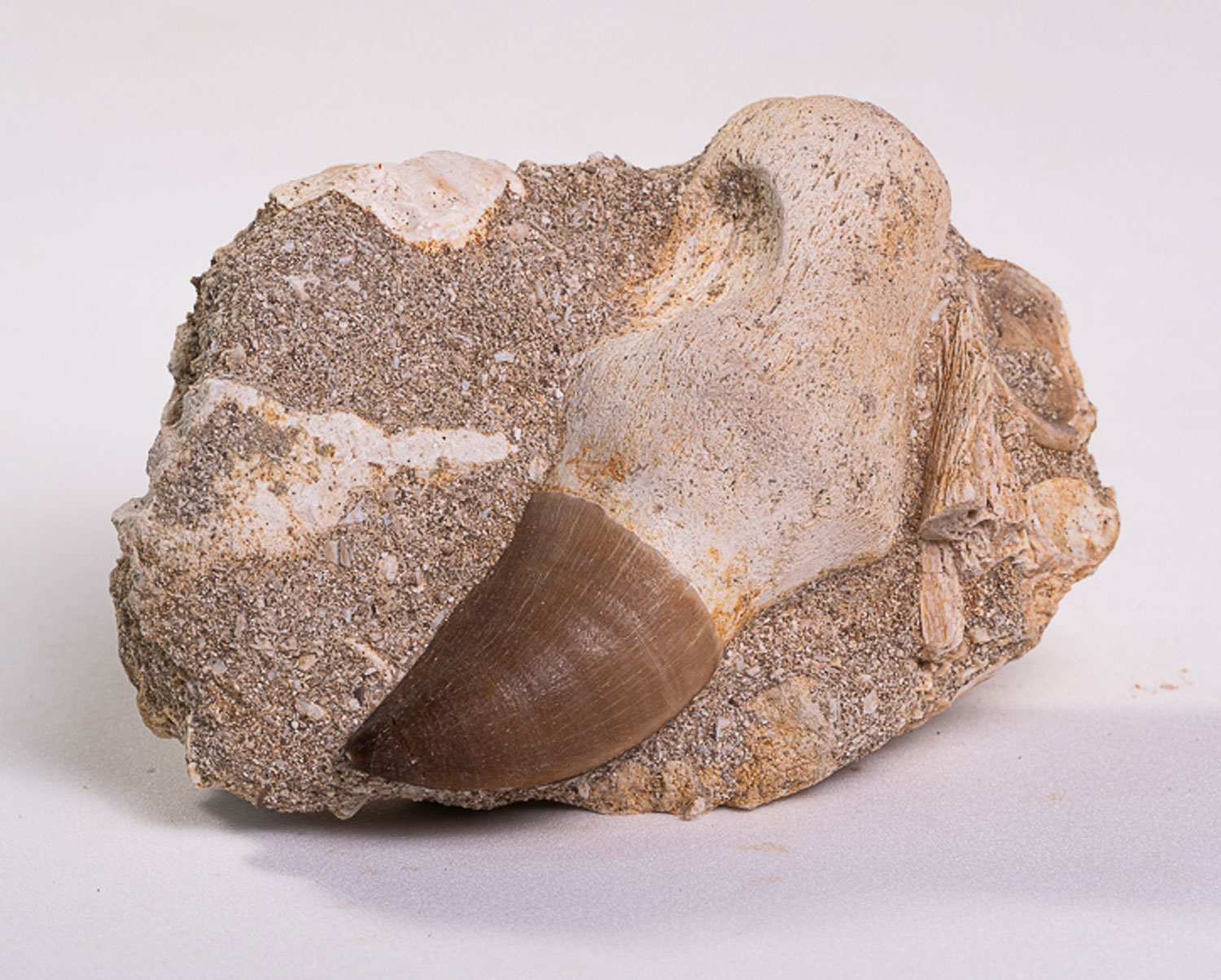 Dente de Mosassauro: <i>Prognathodon</i> sp. na matriz