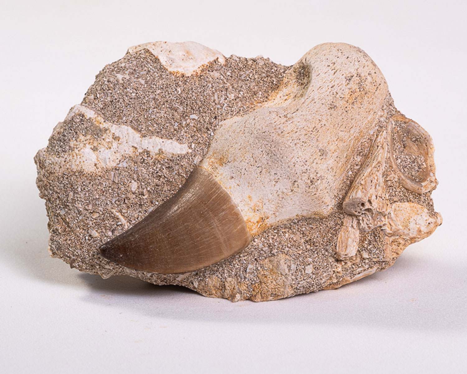 Dente de Mosassauro: <i>Prognathodon</i> sp. na matriz - Imagem 2