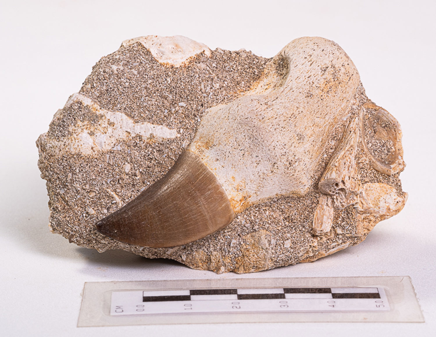 Dente de Mosassauro: <i>Prognathodon</i> sp. na matriz - Imagem 3