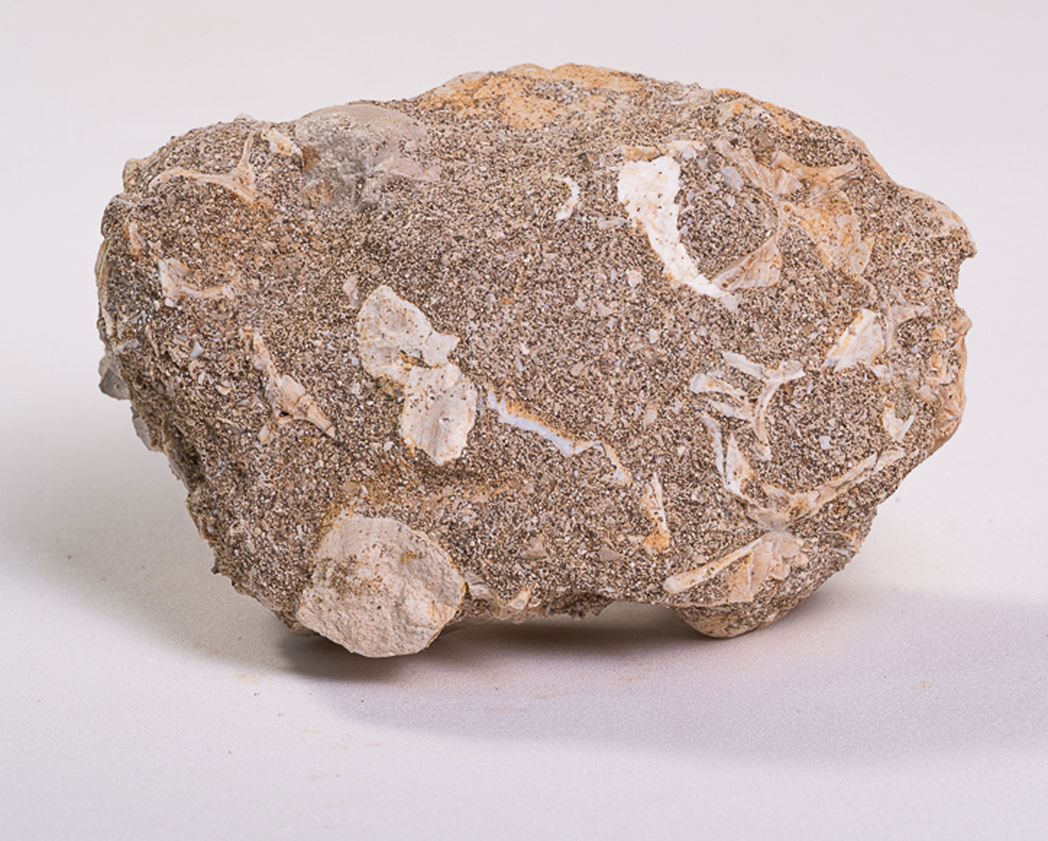 Dente de Mosassauro: <i>Prognathodon</i> sp. na matriz - Imagem 4
