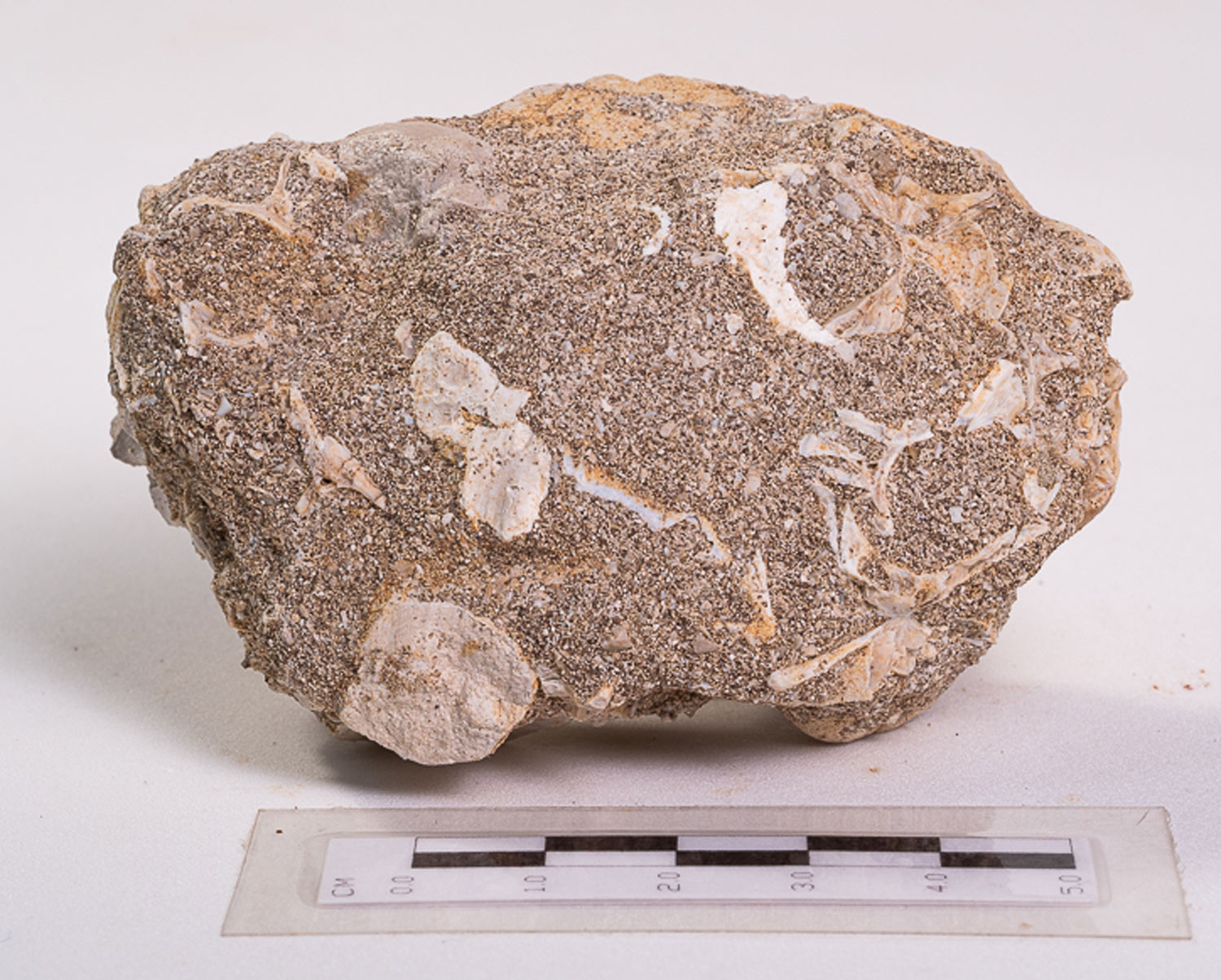 Dente de Mosassauro: <i>Prognathodon</i> sp. na matriz - Imagem 5