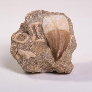 Dente de Mosassauro: <i>Prognathodon</i> sp. + vértebra na matriz