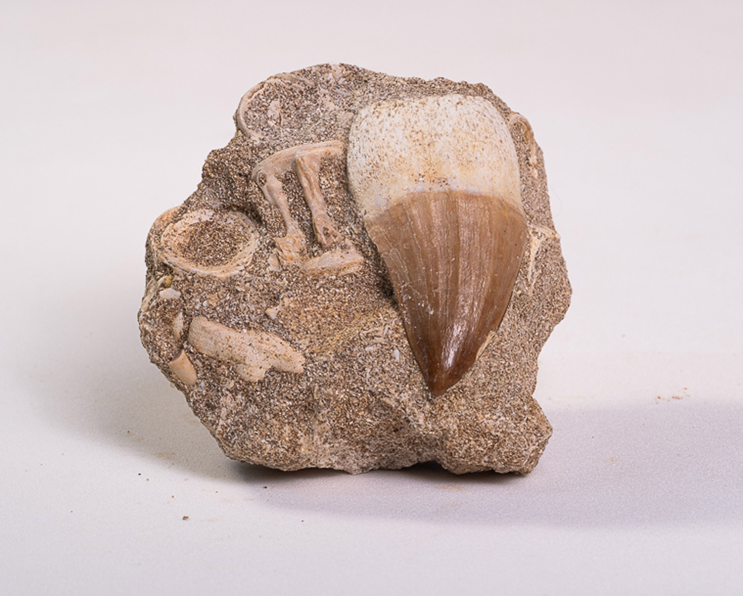 Dente de Mosassauro: <i>Prognathodon</i> sp. + vértebra na matriz