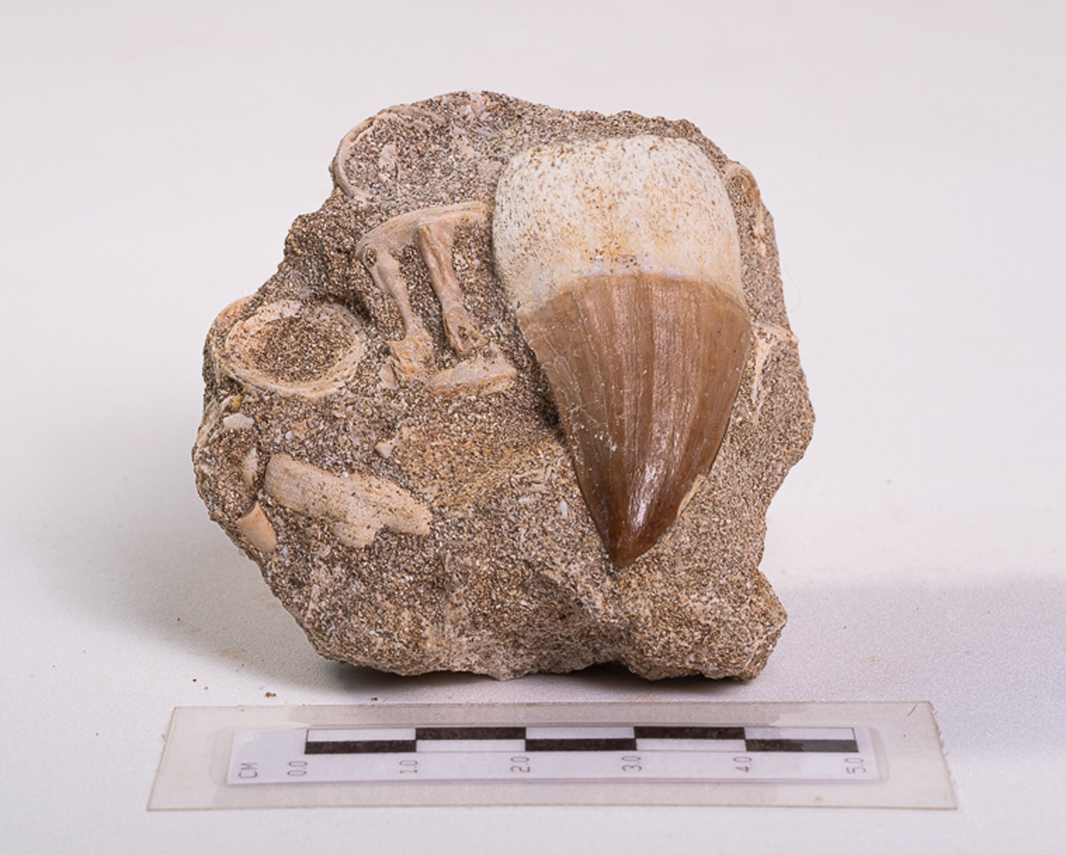 Dente de Mosassauro: <i>Prognathodon</i> sp. + vértebra na matriz - Imagem 2