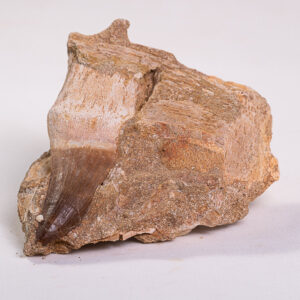 Dente de Mosassauro: <i>Prognathodon</i> sp. na matriz 3