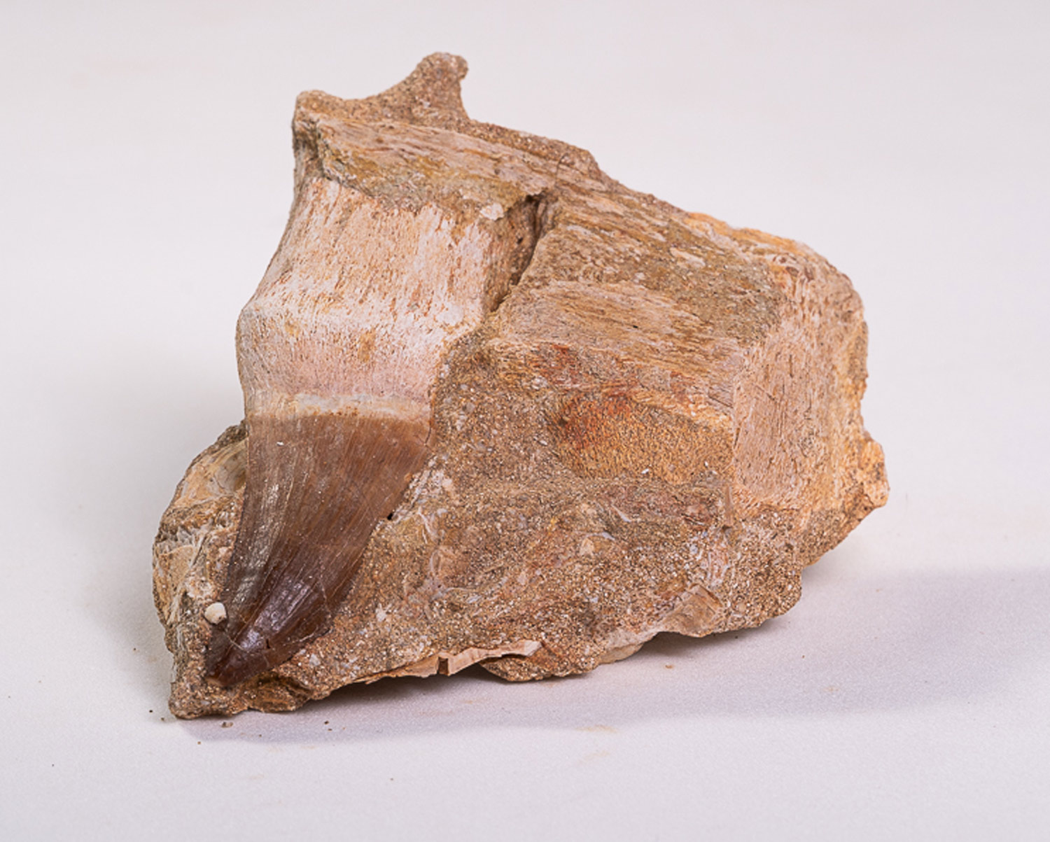 Dente de Mosassauro: <i>Prognathodon</i> sp. na matriz 3