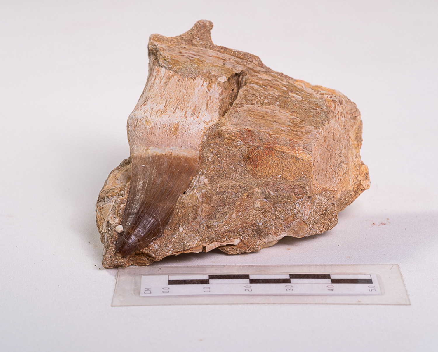 Dente de Mosassauro: <i>Prognathodon</i> sp. na matriz 3 - Imagem 2