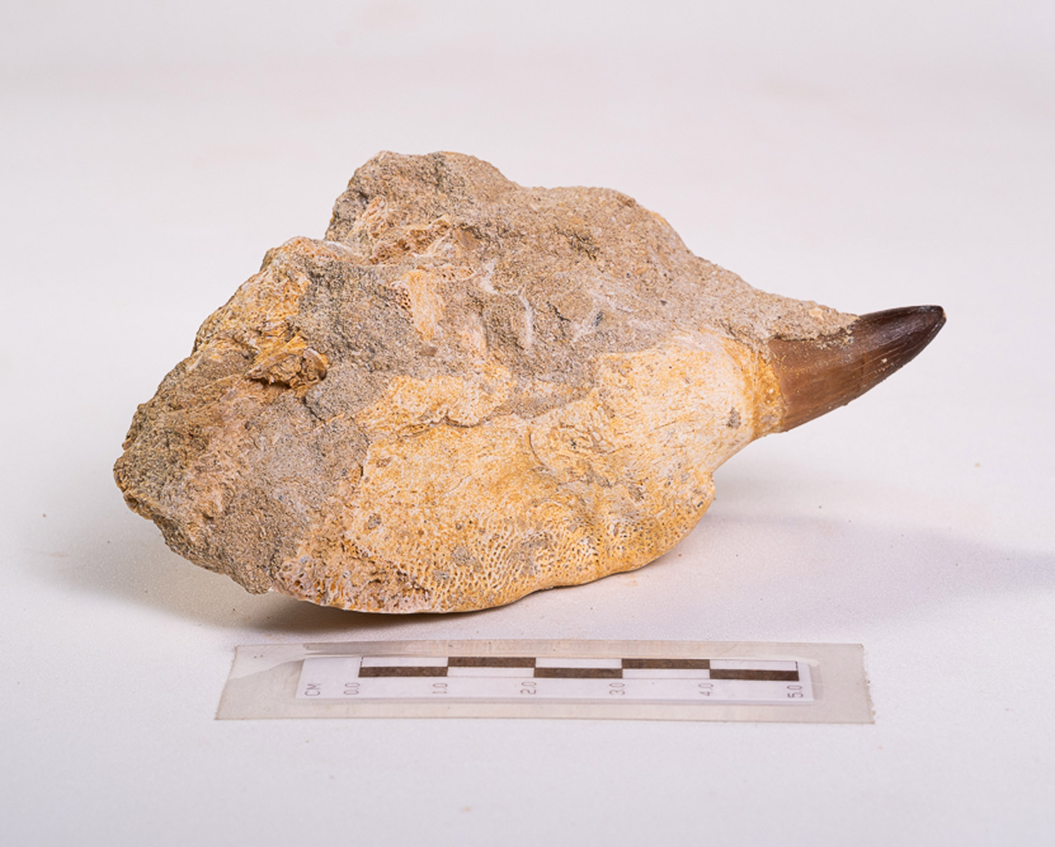 Dente de Mosassauro: <i>Prognathodon</i> sp. na matriz 4 - Imagem 2