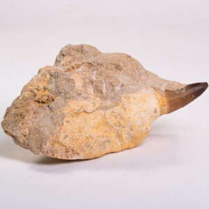 Dente de Mosassauro: <i>Prognathodon</i> sp. na matriz 4