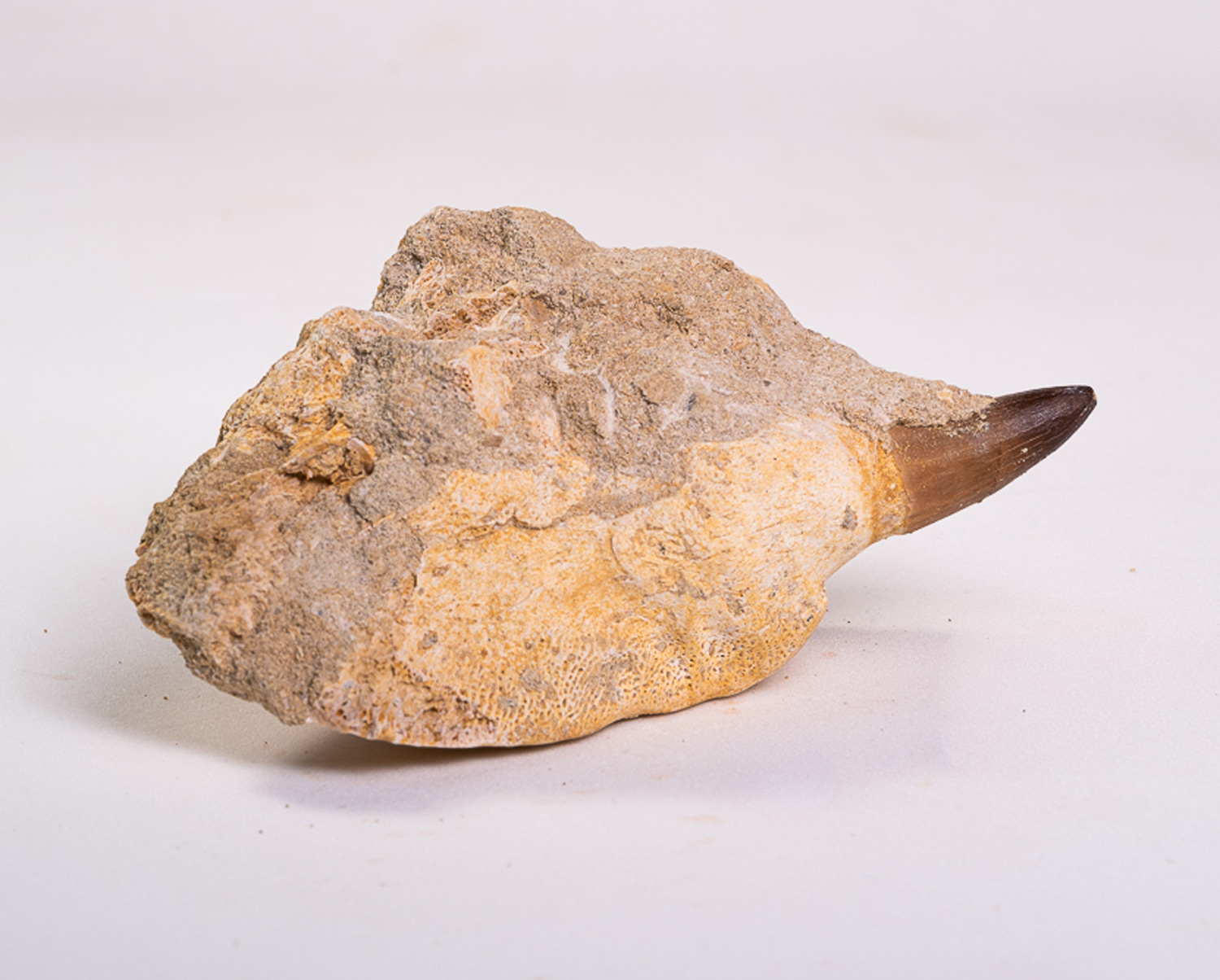 Dente de Mosassauro: <i>Prognathodon</i> sp. na matriz 4