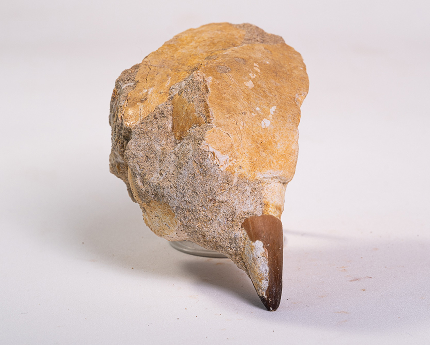 Dente de Mosassauro: <i>Prognathodon</i> sp. na matriz 4 - Imagem 3