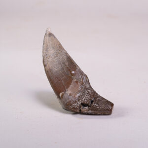 Dente Incisivo de Basilossaurídeo: <i>Dorudon atrox</i> 1