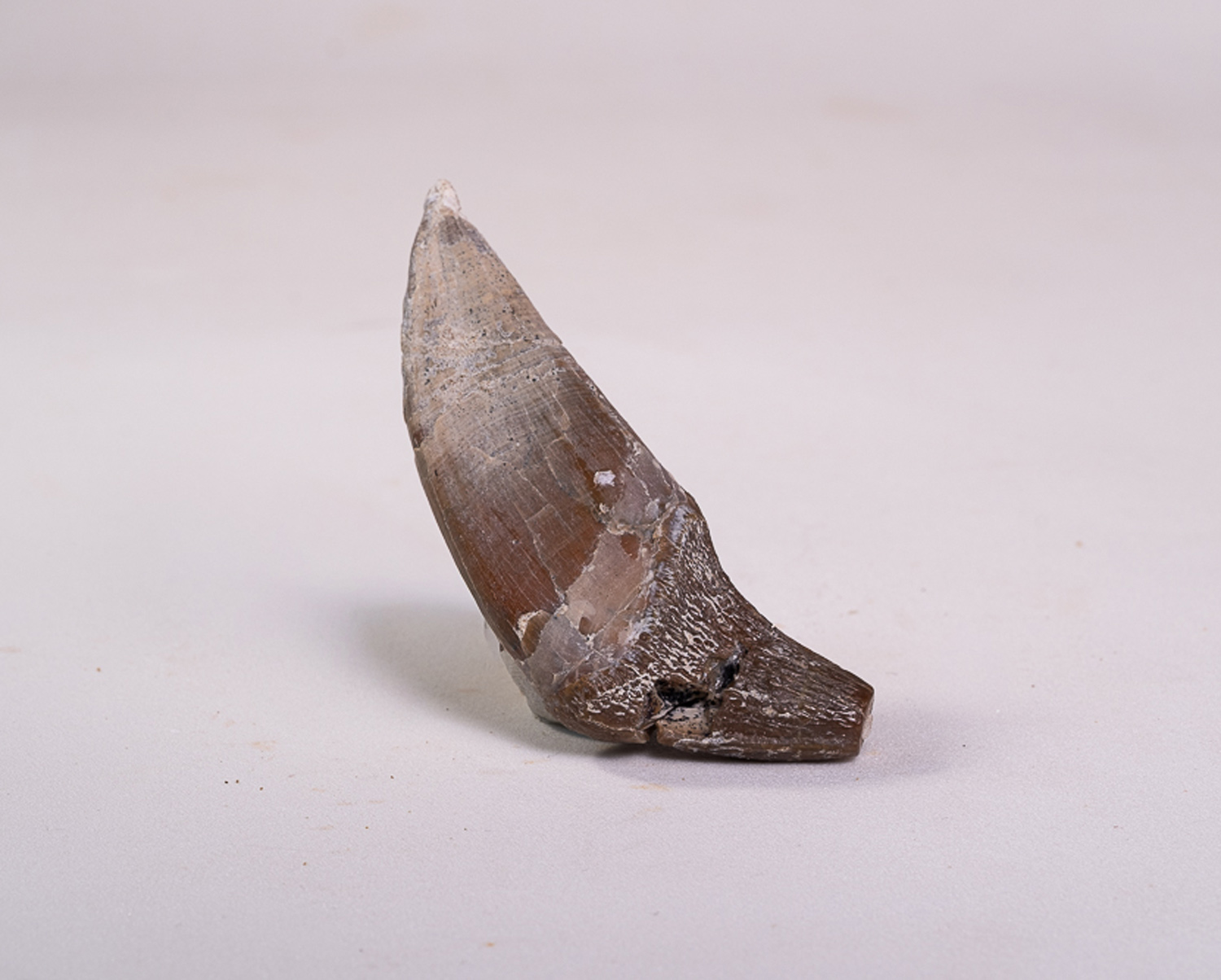 Dente Incisivo de Basilossaurídeo: <i>Dorudon atrox</i> 1