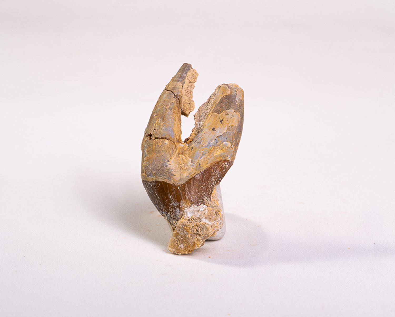 Dente Incisivo de Basilossaurídeo: <i>Dorudon atrox</i> 2 - Imagem 3