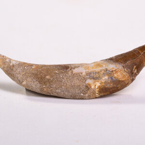 Dente Incisivo de Basilossaurídeo: <i>Dorudon atrox</i> 3