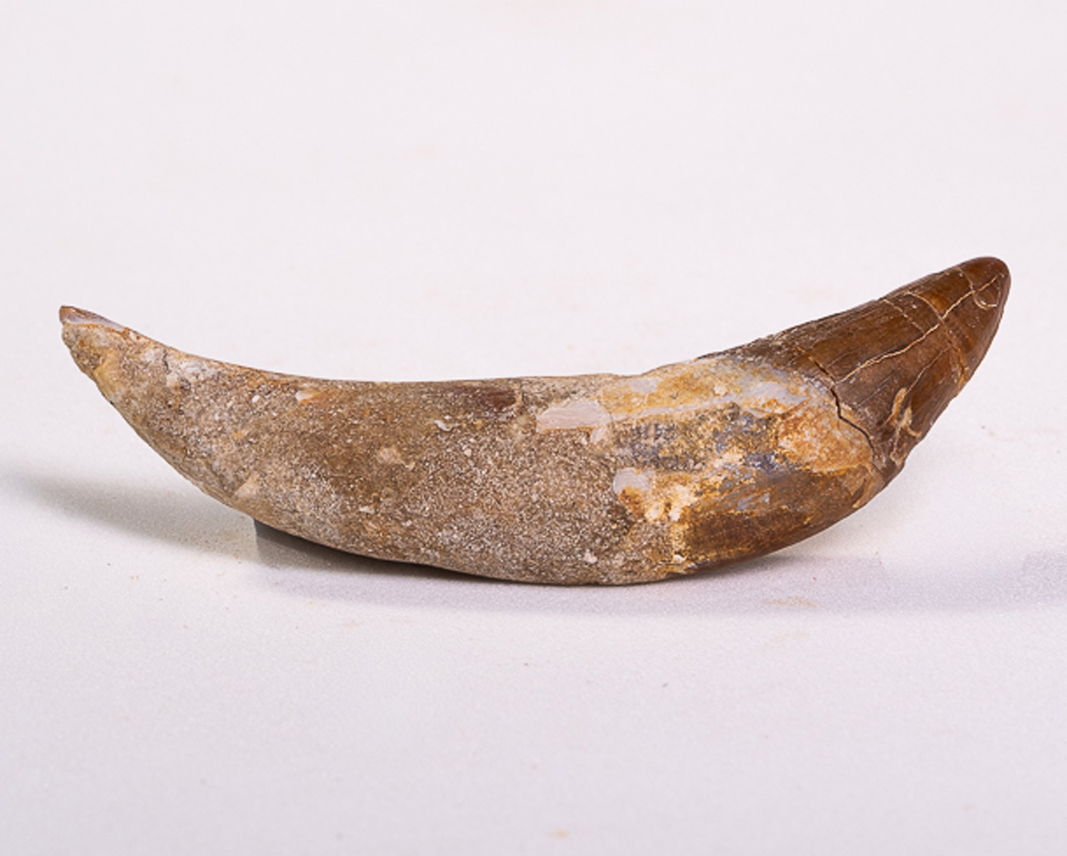 Dente Incisivo de Basilossaurídeo: <i>Dorudon atrox</i> 3