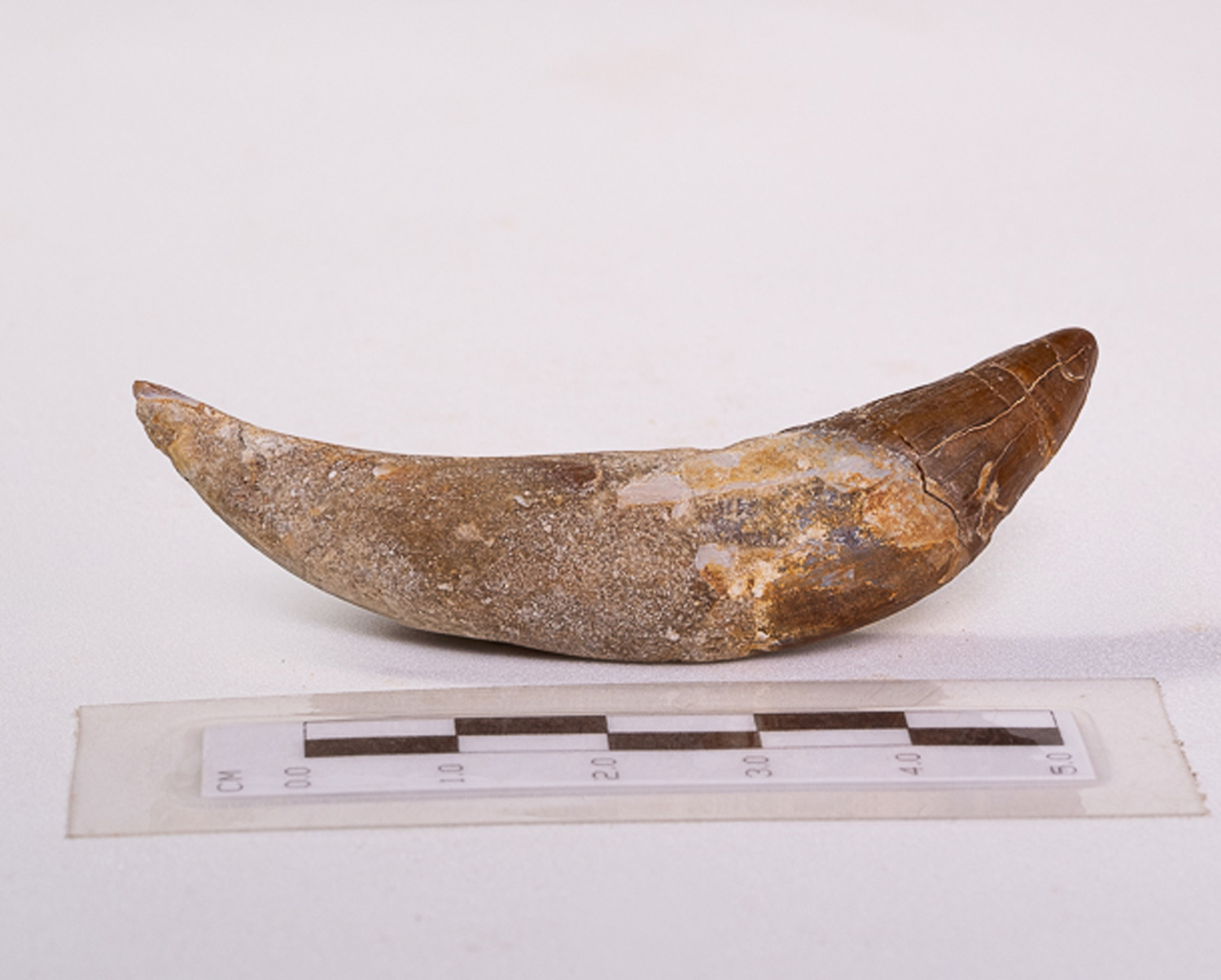 Dente Incisivo de Basilossaurídeo: <i>Dorudon atrox</i> 3 - Imagem 2