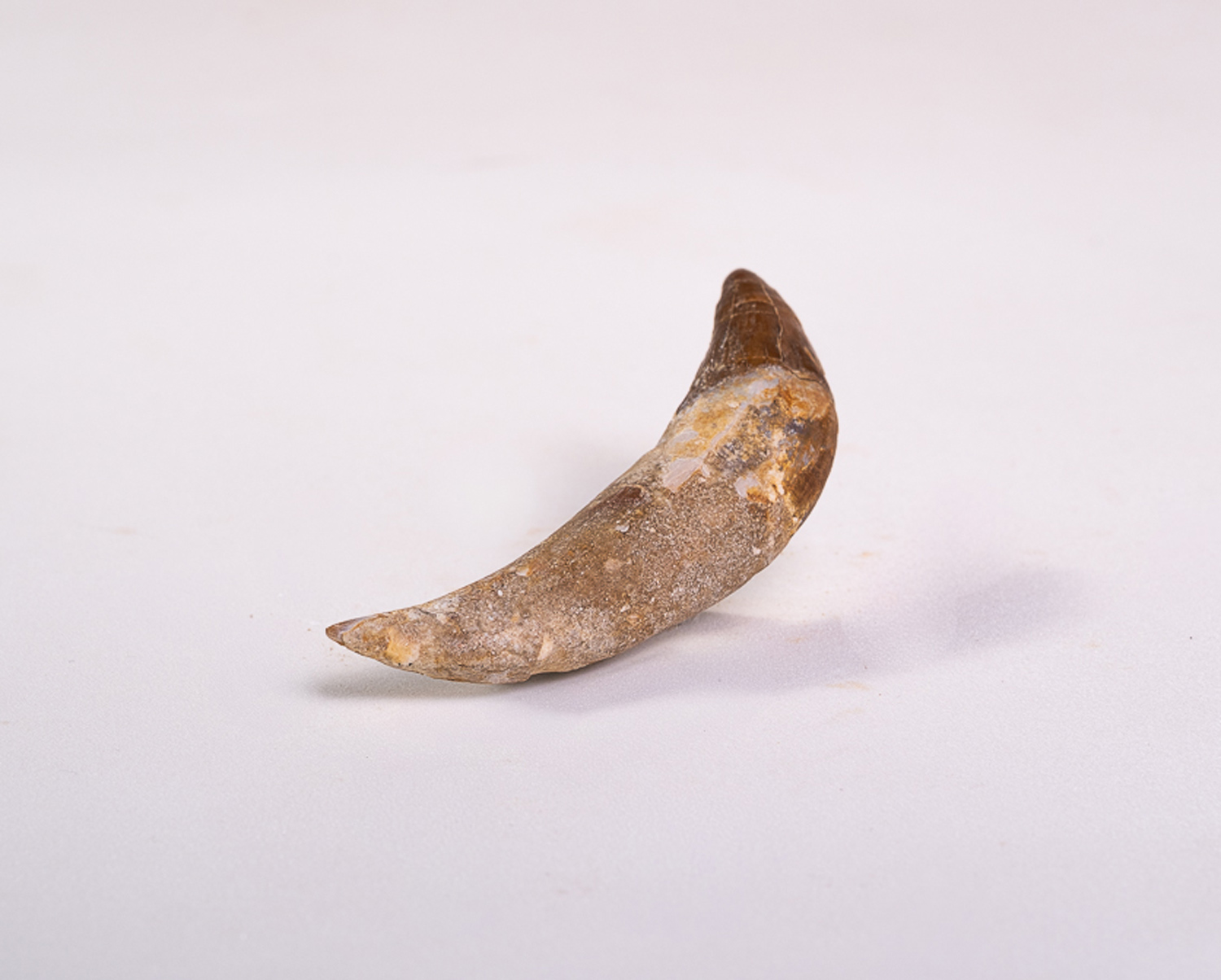 Dente Incisivo de Basilossaurídeo: <i>Dorudon atrox</i> 3 - Imagem 3