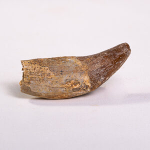 Dente Incisivo de Basilossaurídeo: <i>Dorudon atrox</i> 4