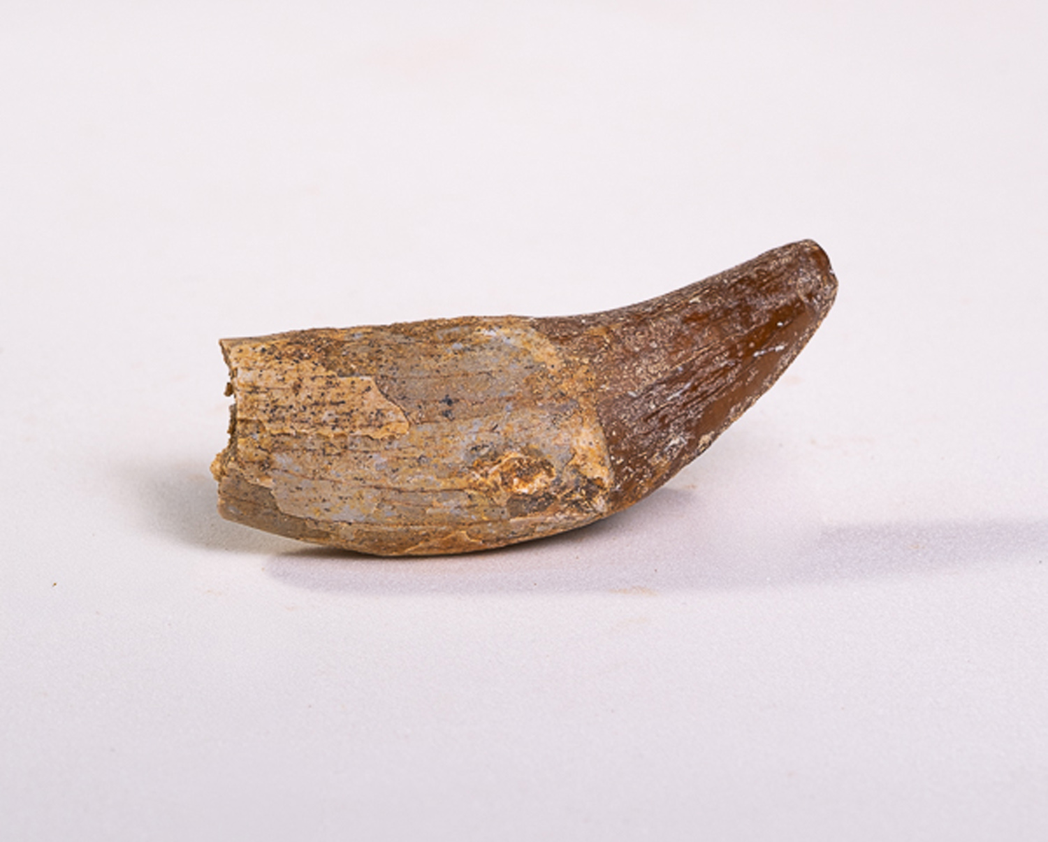 Dente Incisivo de Basilossaurídeo: <i>Dorudon atrox</i> 4