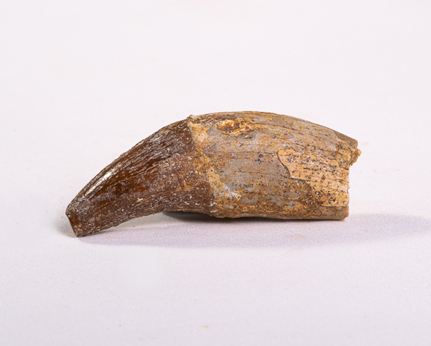 Dente Incisivo de Basilossaurídeo: <i>Dorudon atrox</i> 4 - Imagem 2