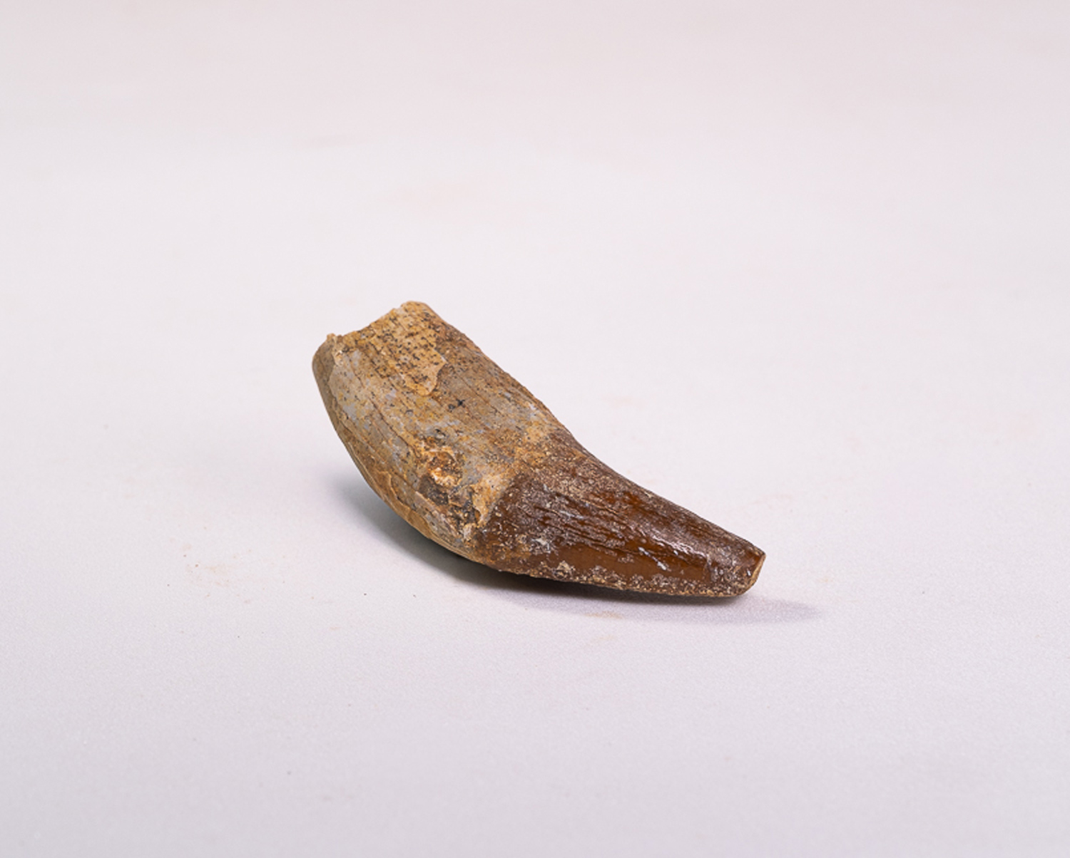 Dente Incisivo de Basilossaurídeo: <i>Dorudon atrox</i> 4 - Imagem 3
