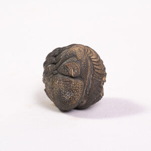 Trilobita: <i>Phacops</i> sp.: enrolamento completo