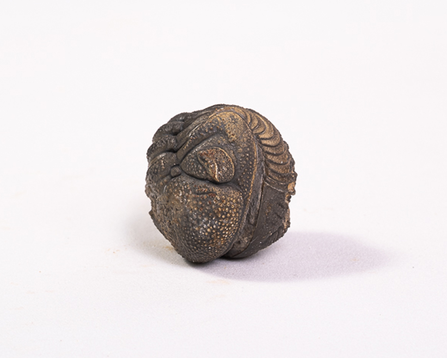 Trilobita: <i>Phacops</i> sp.: enrolamento completo