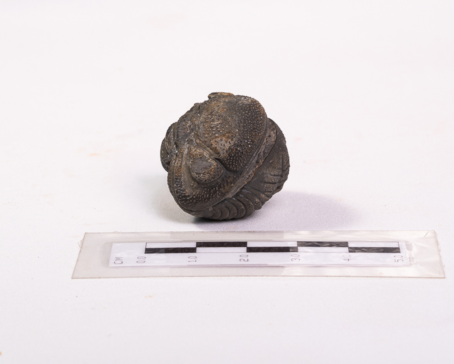 Trilobita: <i>Phacops</i> sp.: enrolamento completo - Imagem 4