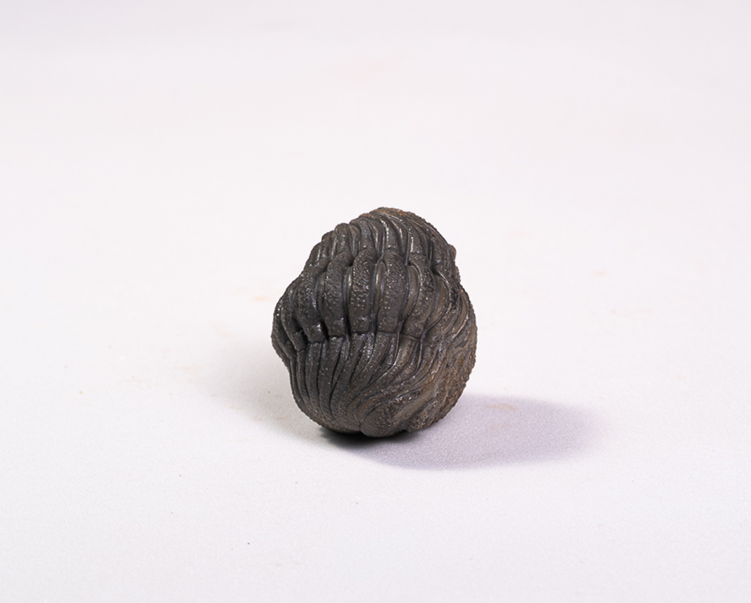 Trilobita: <i>Phacops</i> sp.: enrolamento completo - Imagem 3