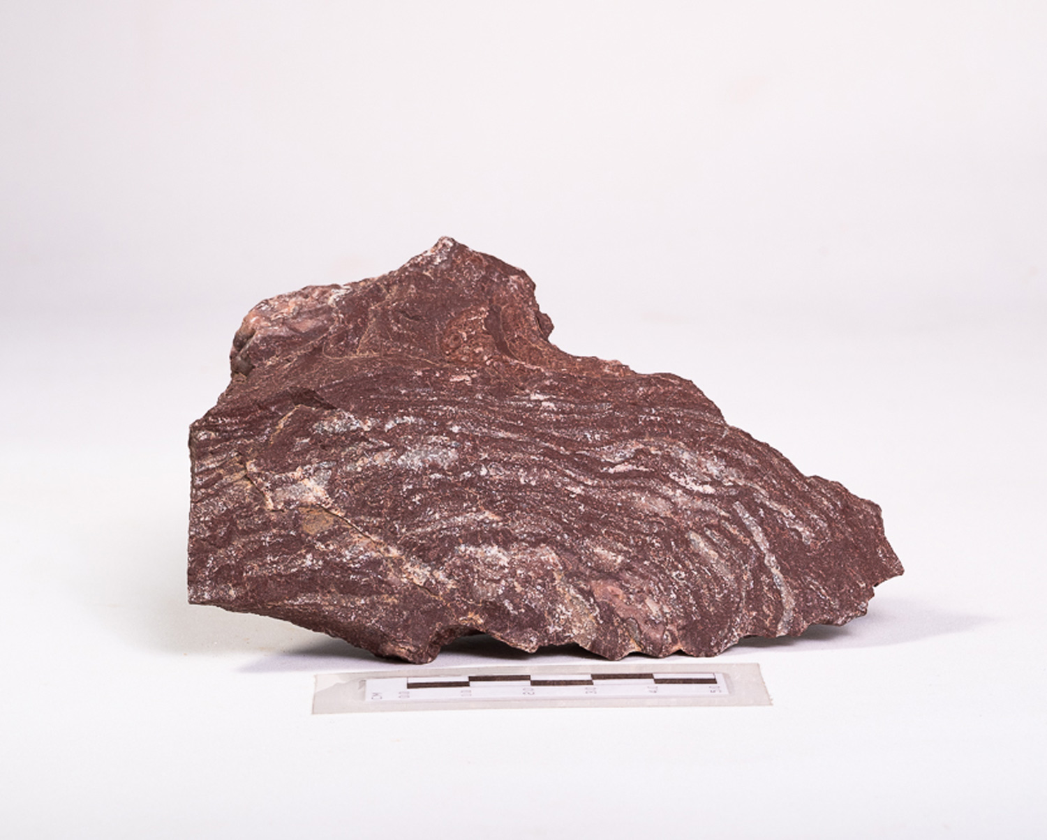 Estromatólito Neoproterozoico: <i>Conophyton amantourartensis</i> 3