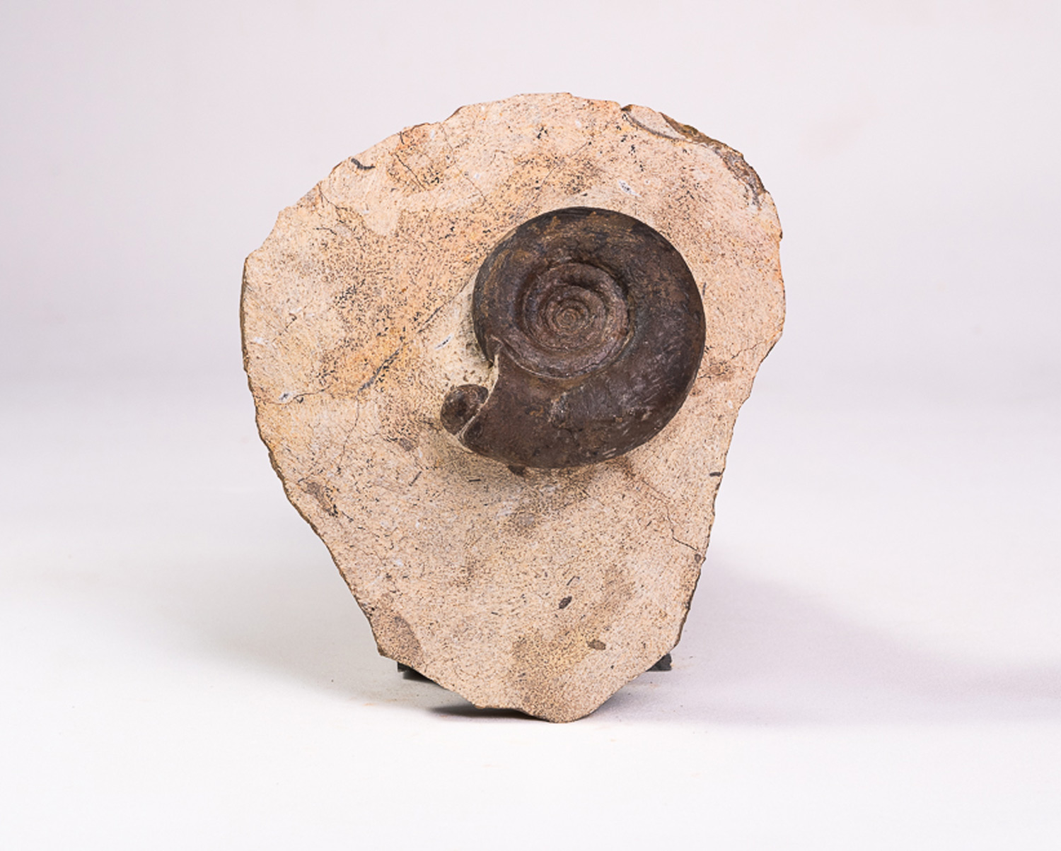 Amonita: <i>Clymenia</i> sp. na matriz