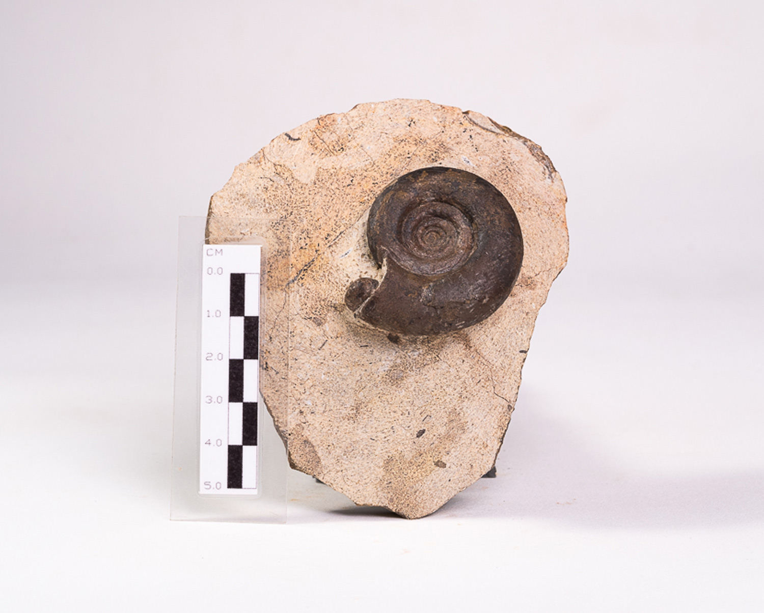 Amonita: <i>Clymenia</i> sp. na matriz - Imagem 2
