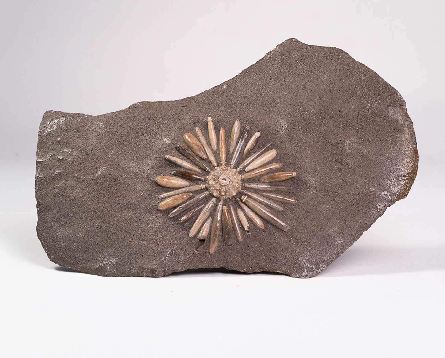 Ouriço-do-mar: <i>Gymnocidaris koechlini</i>