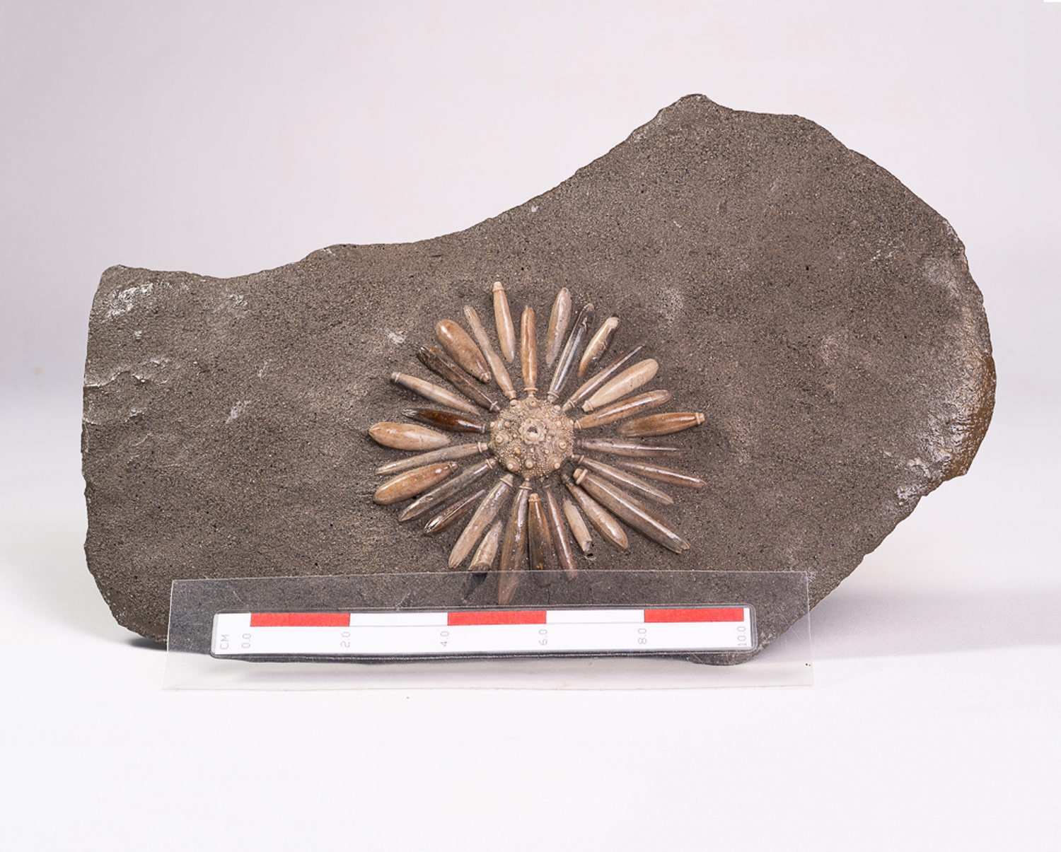 Ouriço-do-mar: <i>Gymnocidaris koechlini</i> - Imagem 2