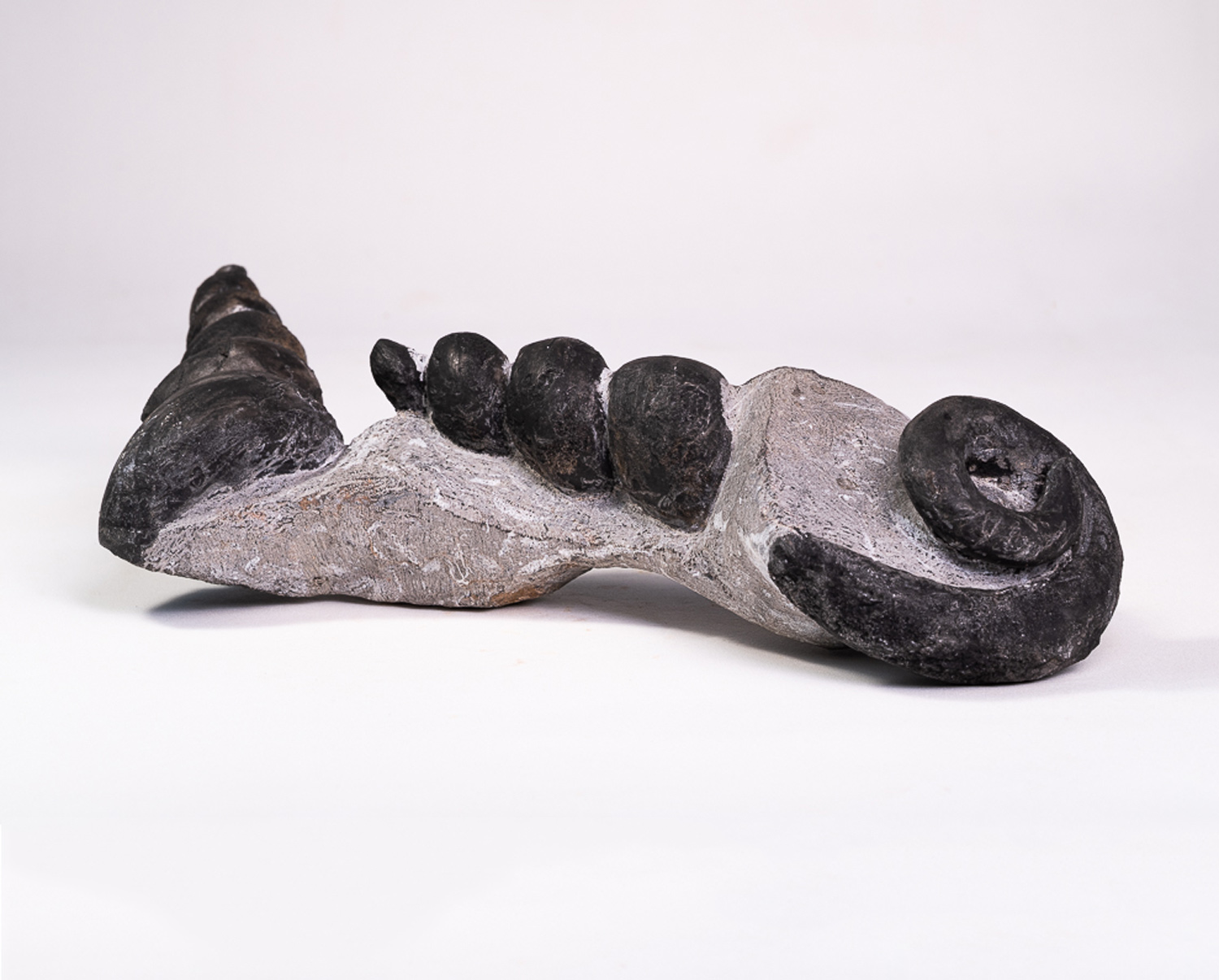 Gastrópode e Amonita: <i>Turritella</i> sp. e <i>Clymenia</i> sp.