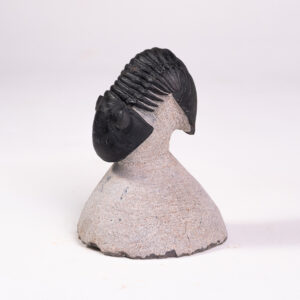 Trilobita: <i>Paralejurus</i> sp.: enrolamento parcial