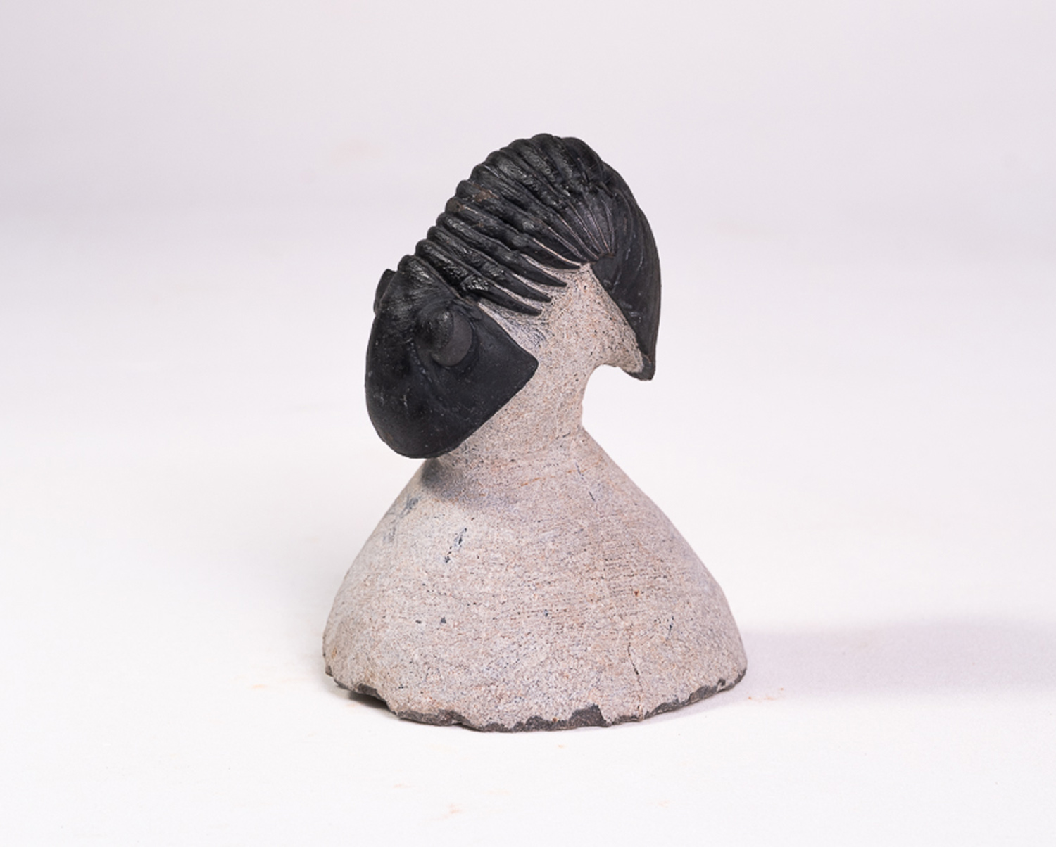 Trilobita: <i>Paralejurus</i> sp.: enrolamento parcial