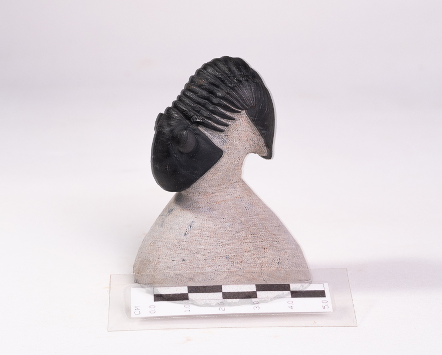 Trilobita: <i>Paralejurus</i> sp.: enrolamento parcial - Imagem 2