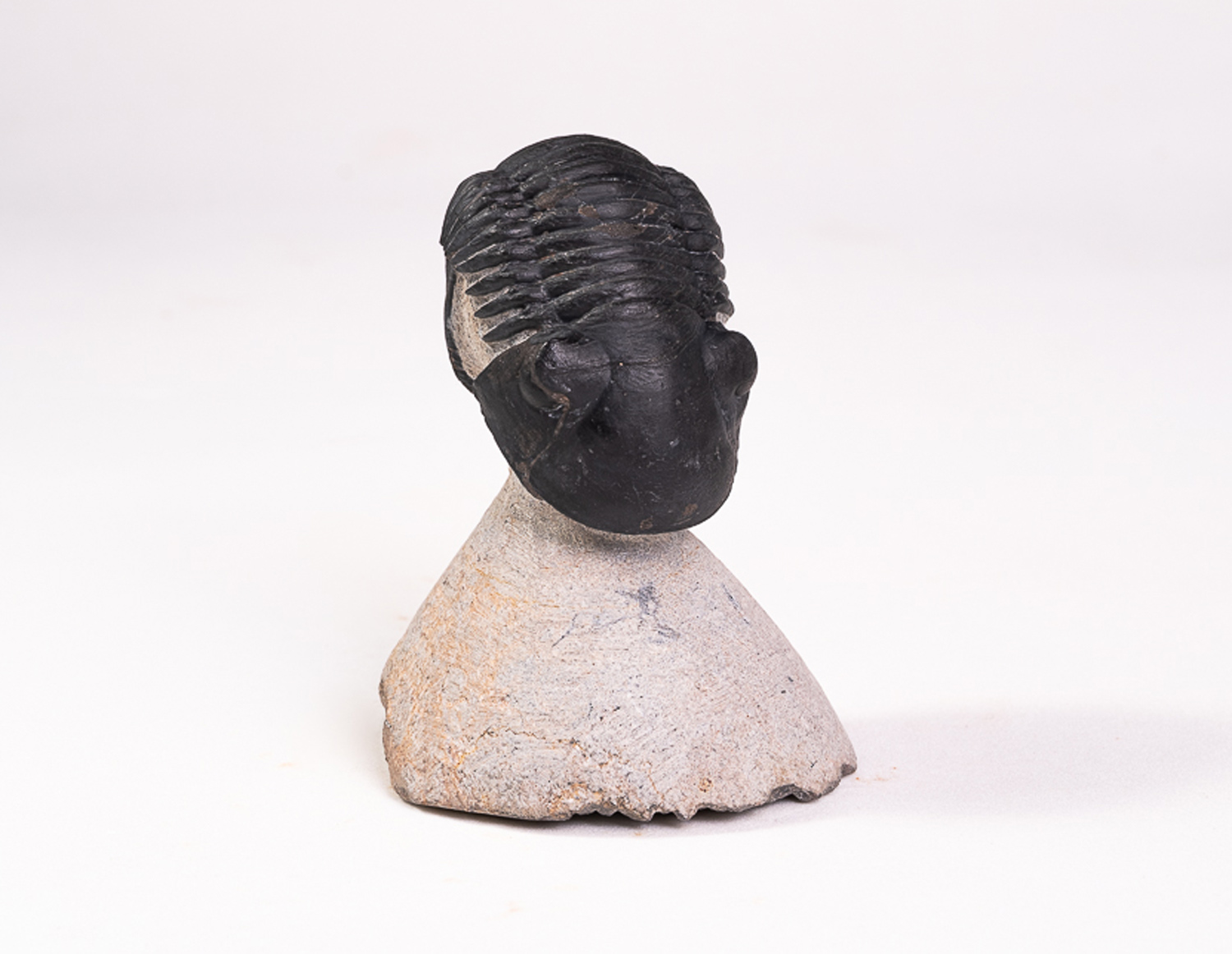 Trilobita: <i>Paralejurus</i> sp.: enrolamento parcial - Imagem 3