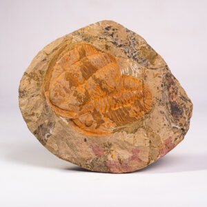 Trilobita: 2 exemplares de Asaphidae