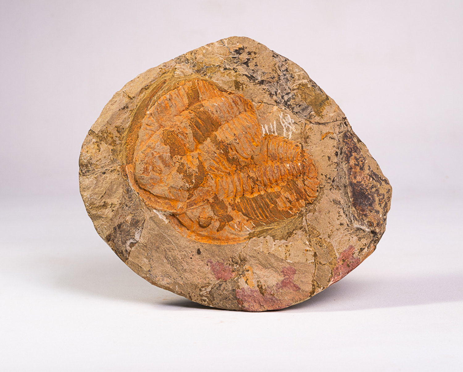 Trilobita: 2 exemplares de Asaphidae