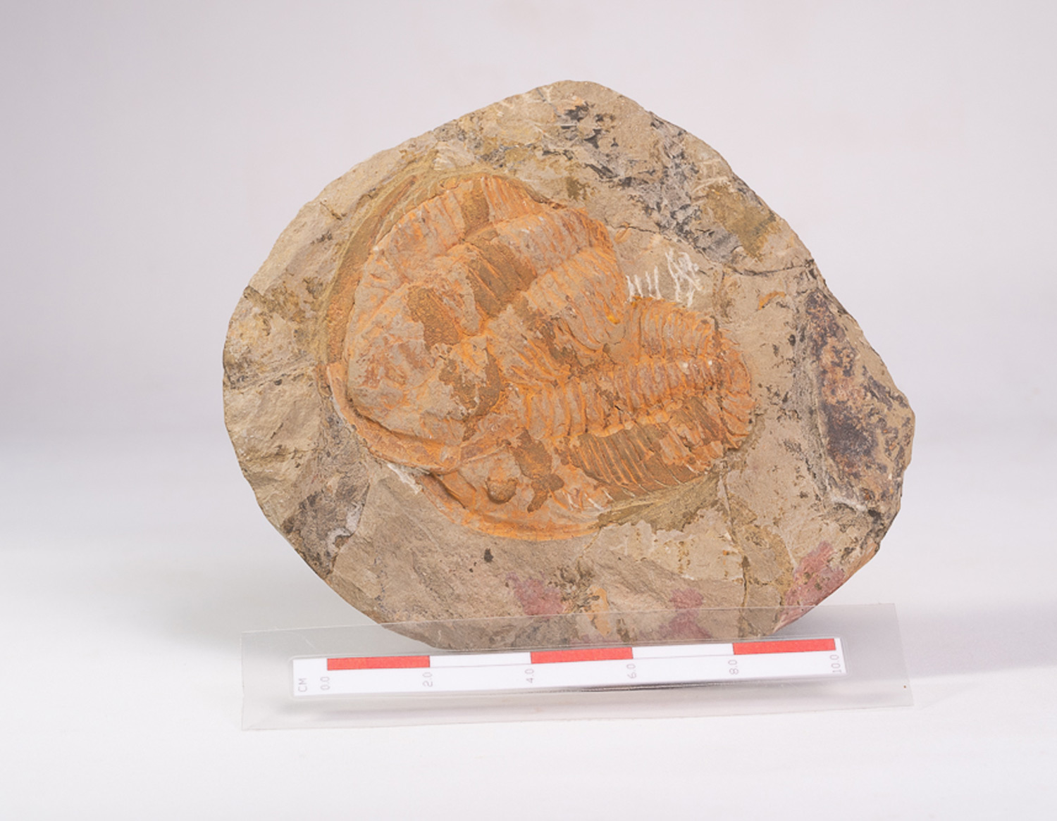 Trilobita: 2 exemplares de Asaphidae - Imagem 2