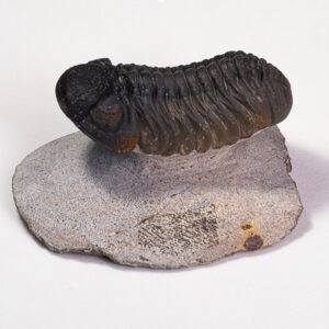Trilobita: <i>Phacops rana</i>
