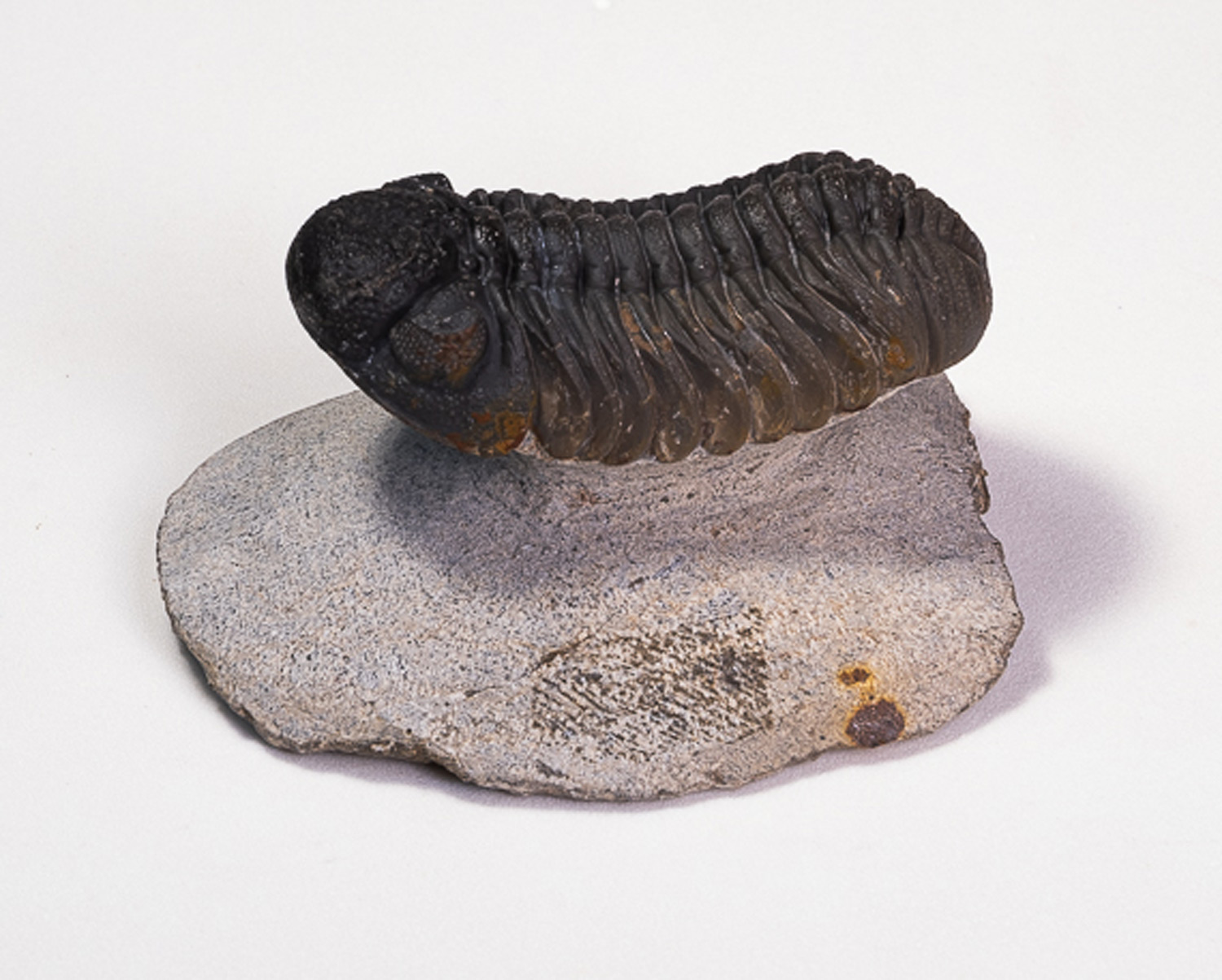 Trilobita: <i>Phacops rana</i>