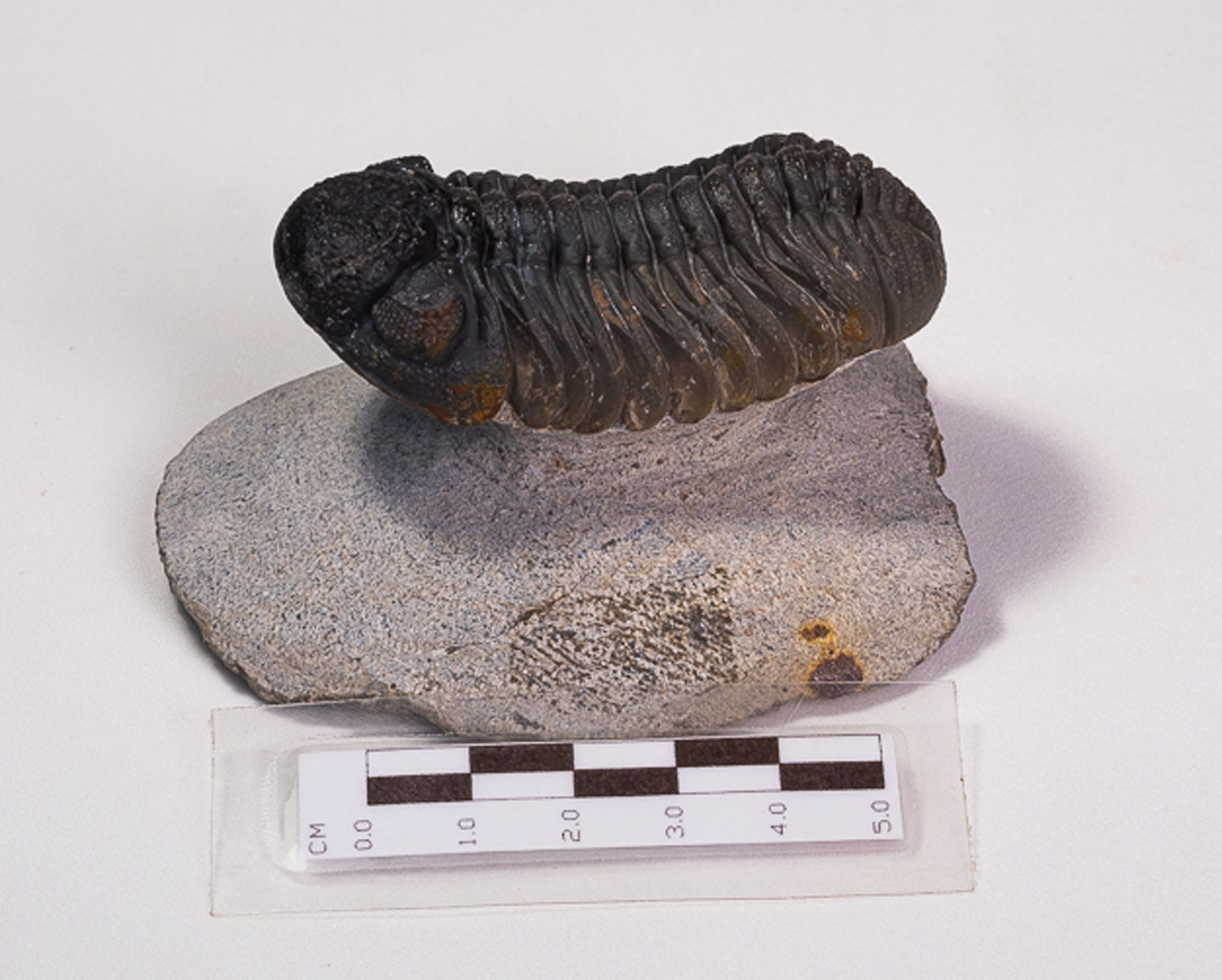Trilobita: <i>Phacops rana</i> - Imagem 2